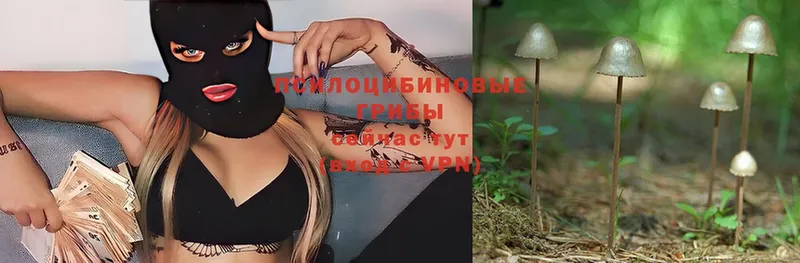 Псилоцибиновые грибы Magic Shrooms  Михайловка 